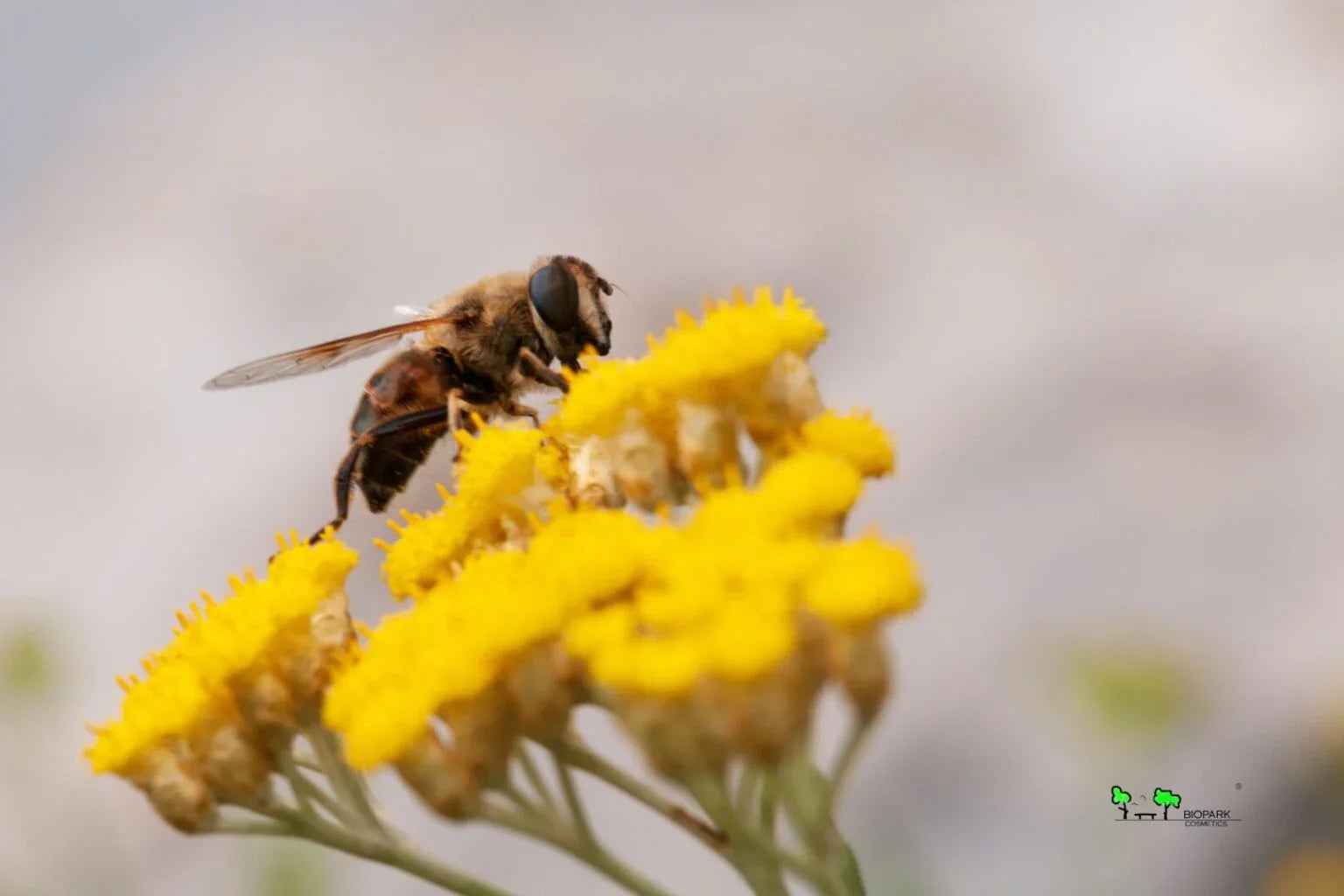 Helichrysum Essential Oil for Scars and Skin - Biopark Cosmetics