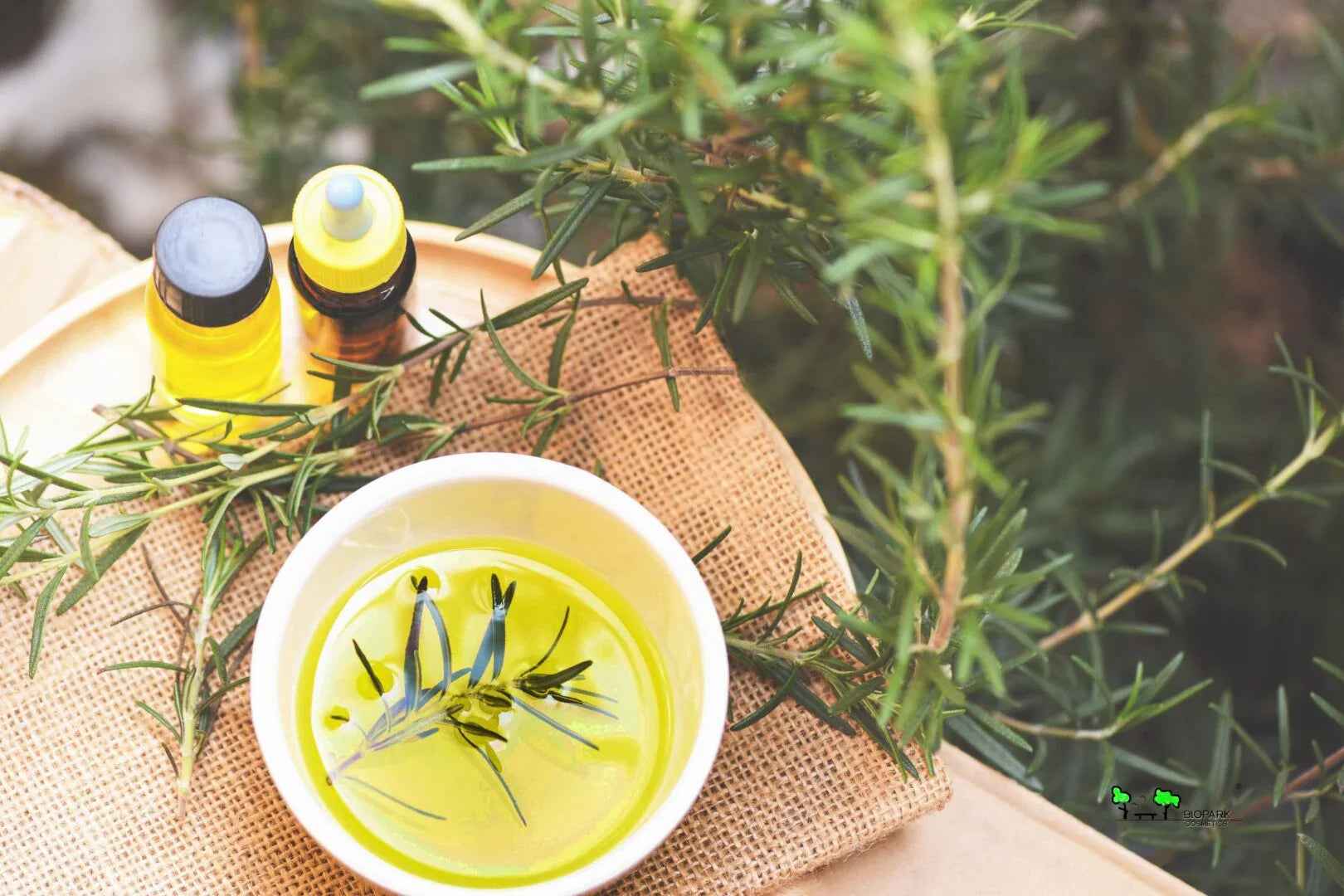 Rosemary Essential Oil for Hair: Does It Stimulate Growth or Is It a Myth?