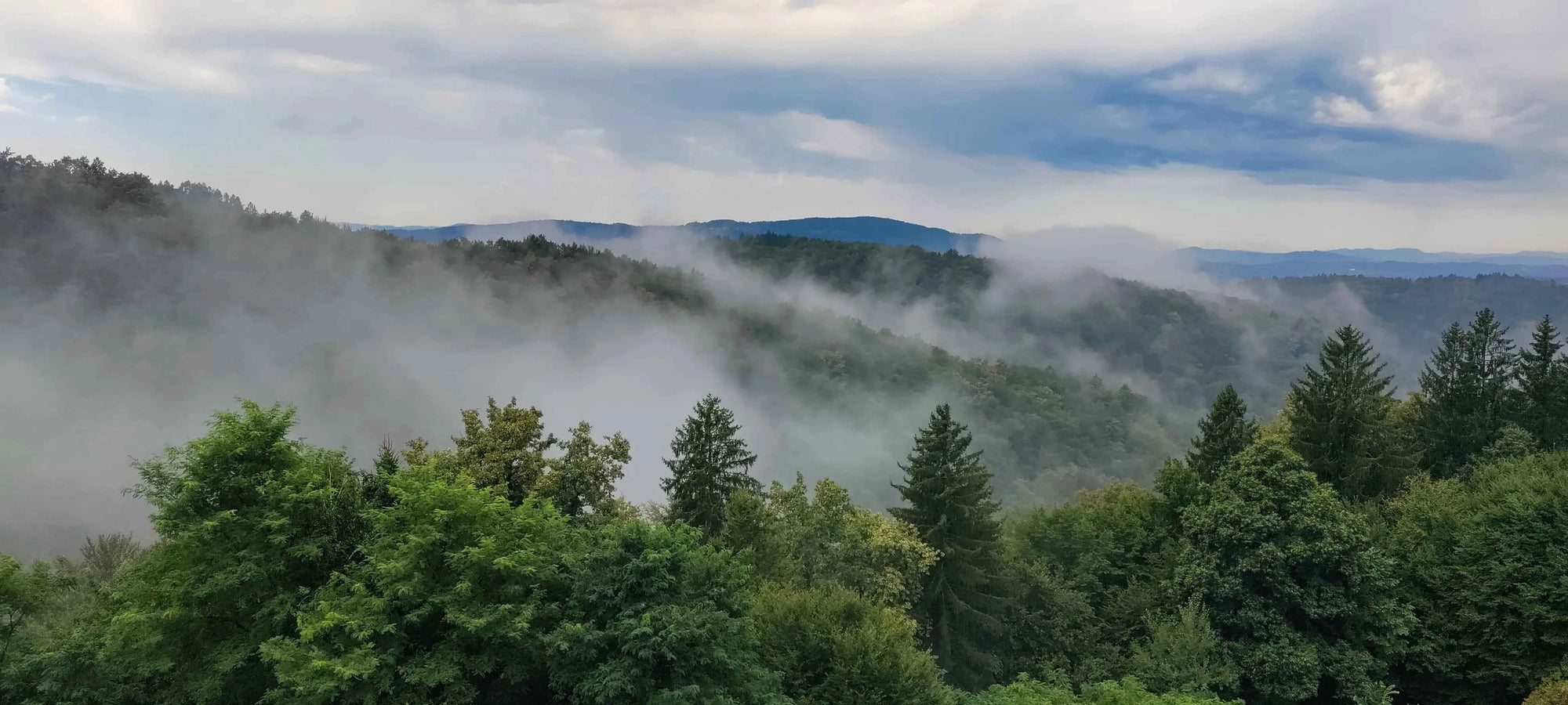 Forested area with misty mountains in the background