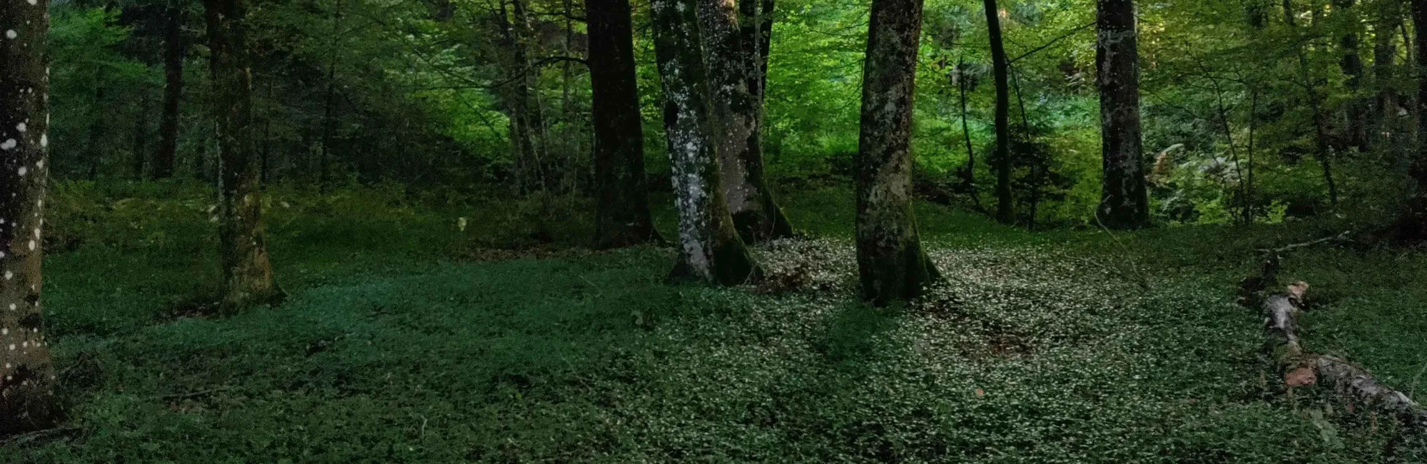 Wooded forest with green trees and undergrowth