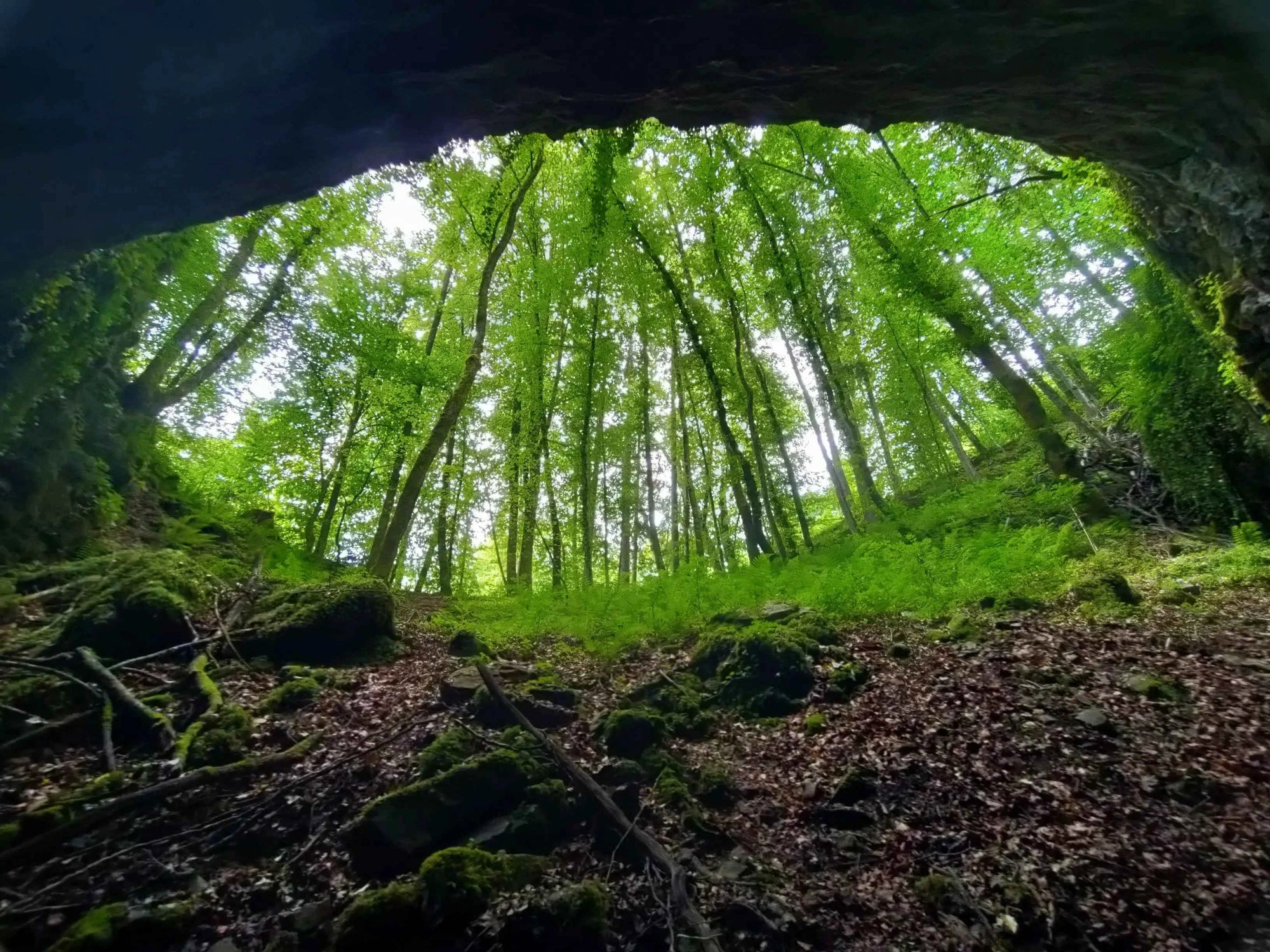 View from inside a cave looking out onto a dense forest with green trees.