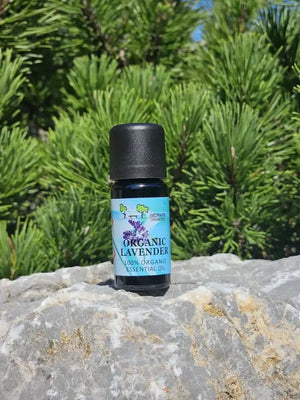 A small bottle of Organic Lavender Essential Oil with a black cap and a light blue label, resting on a gray stone with green pine trees in the background.